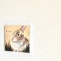 Wild Rabbit