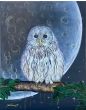 moon&owl