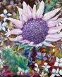 Berkea purpurea～美しい花：ベルケア・パープレア　part Ⅱ