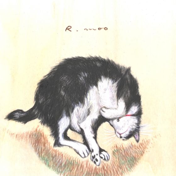 お昼猫